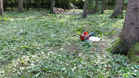 Chainsaw and cut trees Stock Footage 248726256