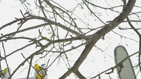 Chainsaw and sawing the branch of a tree Vídeo Stock 88008103