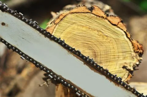 Chainsaw on the background of cutting a round log Stock Photos