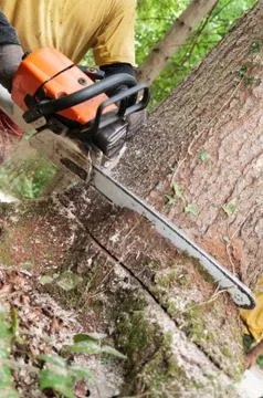 Chainsaw being held by forestry worker making a cut into a tree Stock Photos