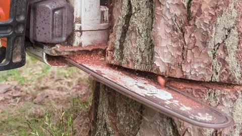 Chainsaw Biting Into Bark HD Pro Vidéo 331244541