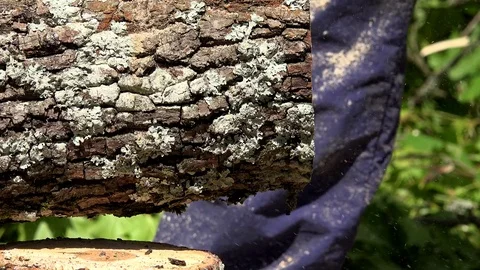 Chainsaw blade sawing maple tree trunk and sawdust falling on sunlight Stock Footage 71926370