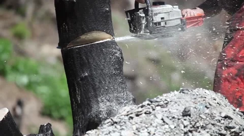 Chainsaw Charred Tree in ash remains after wildfire Stock Footage 45362049
