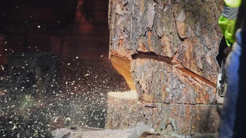Chainsaw cut out a wedge tree and it falls out Stock Footage 97410201