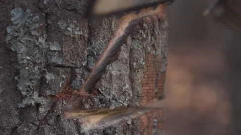 Chainsaw cuts away hinge wedge from oak tree in slow motion - closeup Stock Footage 41717143