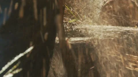 Chainsaw Cuts Log Infested With Ants 库存影片 12035383