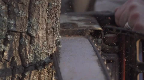 Chainsaw cuts into oak tree in slow motion - close up 01 Stock Footage 41717128