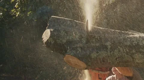 Chainsaw Cuts Through Tree 库存影片 12035462