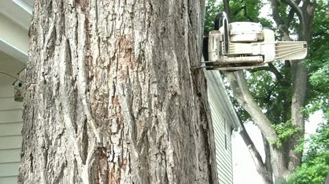Chainsaw Cuts Through Tree 스톡 동영상 12576090