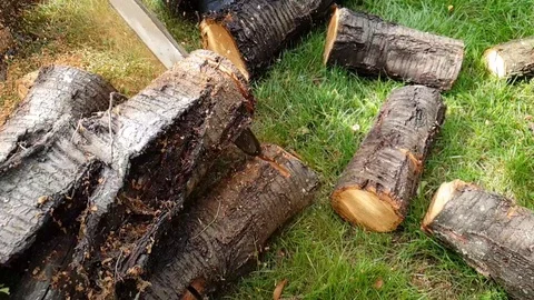Chainsaw cuts wood slow motion Video stock 95930899