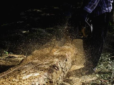 Chainsaw cutting the big tree. Stock Photos