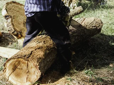 Chainsaw cutting the big tree. Stock Photos