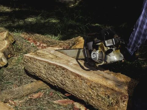 Chainsaw cutting the big tree. Stock Photos