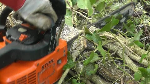 A chainsaw cutting a fallen tree branch Stock-Footage 12447855