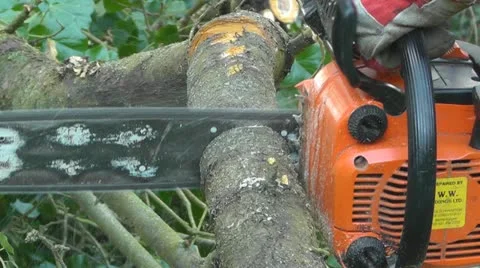 A chainsaw cutting a fallen tree branch Stock-Footage 12448057