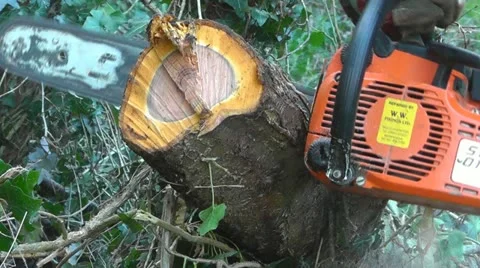 A chainsaw cutting a fallen tree branch Stock-Footage 12448078