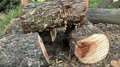 Chainsaw Cutting a Felled Tree in Macro and Slow Motion, Wood Shavings, Bark Stock Footage 305573646