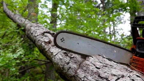 Chainsaw Cutting a Felled Tree in Macro and Slow Motion, dust and movements. 스톡 동영상 336569876