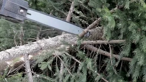Chainsaw Cutting a Felled Tree in Macro and Slow Motion, dust and movements. 스톡 동영상 336570202