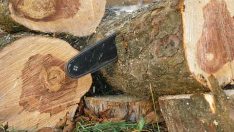 Chainsaw cutting a log Stock Footage 166513172