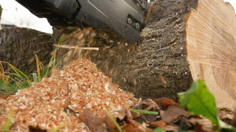 Chainsaw cutting a log Stock Footage 170253980