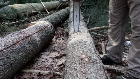 Chainsaw cutting a pine tree Stock Footage 274712796