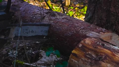 Chainsaw Cutting a Pine Tree Log in a Sunny Forest With Sawdust Flying Stock Footage 333101101