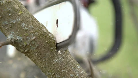 Chainsaw cutting through tree limb slow motion Stock Footage 131248308