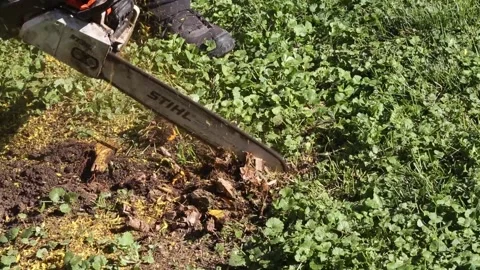 Chainsaw cutting tree root on a sunny day Stock Footage 134585581