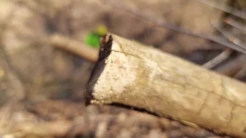 Chainsaw cutting a tree trunk in the forest, view through a hollow branch 库存影片 333642814