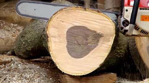 Chainsaw cutting wood Stock Footage 35508743
