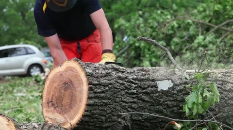 Chainsaw Downed Tree Trunk into Pieces 스톡 동영상 45359193