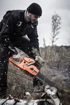 The chainsaw easily saws through the trunk of a dry tree. Sawdust from the Stock Photos