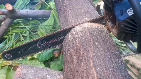 Chainsaw-Embedded Fallen Coconut Tree Trunk – A Close-Up of Nature’s Force Stock Footage 308154527