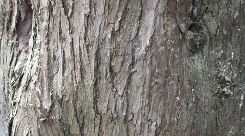 Chainsaw Stock Footage 1076303