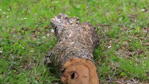 Chainsaw Video stock 129315152