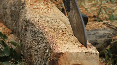 Chainsaw at Forest Stock Footage 24825144