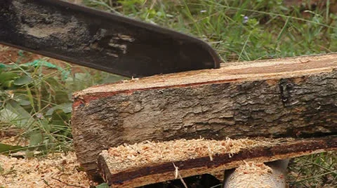 Chainsaw at Forest Stock Footage 24832659