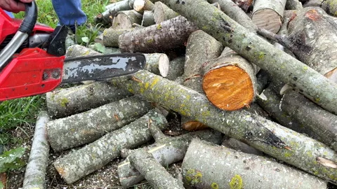 Chainsaw on forest work. Preparing firewood for winter in village. Stock Footage 251590552