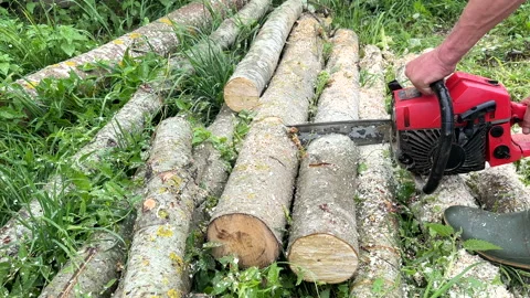 Chainsaw on forest work. Preparing firewood for winter in village. Stock Footage 251590712