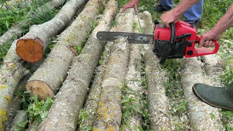 Chainsaw on forest work. Preparing firewood for winter in village. Stock Footage 251590713