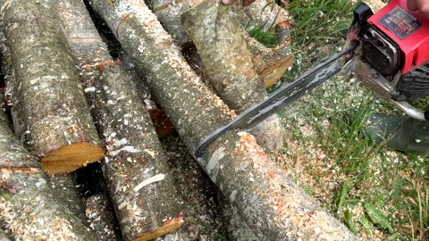 Chainsaw on forest work. Preparing firewood for winter in village. Stock Footage 251628972