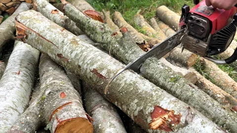 Chainsaw on forest work. Preparing firewood for winter in village. Stock Footage 251629024