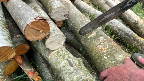 Chainsaw on forest work. Preparing firewood for winter in village. Stock Footage 251629254