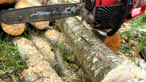 Chainsaw on forest work. Preparing firewood for winter in village. Stock Footage 251629266