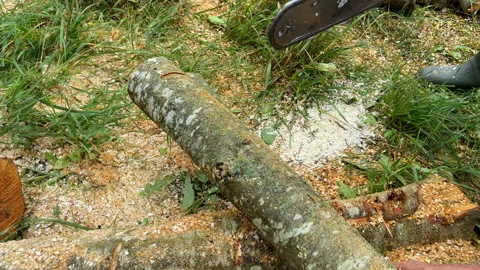 Chainsaw on forest work. Preparing firewood for winter in village. Stock Footage 251629543