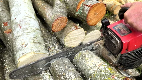 Chainsaw on forest work. Preparing firewood for winter in village. Stock Footage 251629696