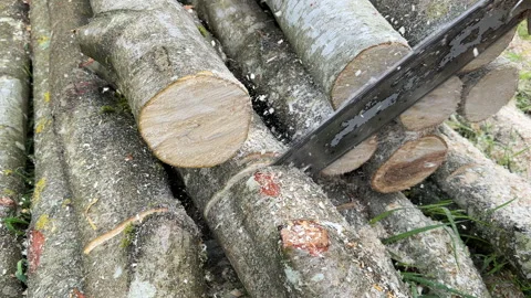 Chainsaw on forest work. Preparing firewood for winter in village. Stock Footage 251629759