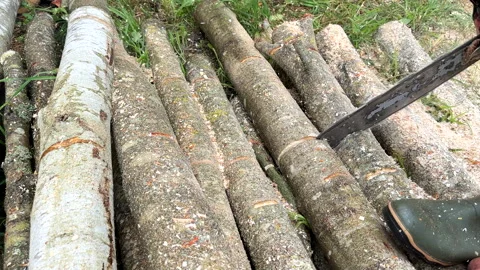 Chainsaw on forest work. Preparing firewood for winter in village. Stock Footage 251629939