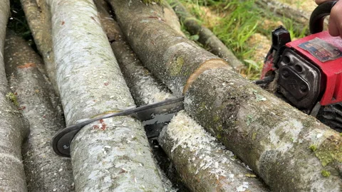 Chainsaw on forest work. Preparing firewood for winter in village. Stock Footage 251630025